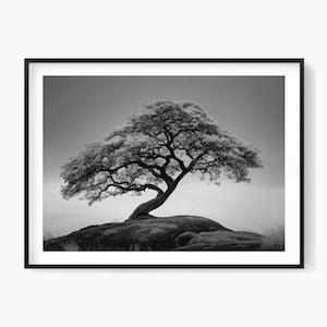 May include: Black and white framed print of a tree with a large, full canopy. The tree is situated on a rocky outcrop, with a clear sky in the background. The image is a landscape photograph, showcasing the tree's intricate branches and leaves.