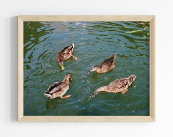 Ducks Print | Ducks in a Lake | 35mm Film | Nature Photography Print | Peaceful Wildlife Wall Art for Home or Office Decor