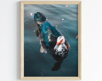 Duck Print | Muscovy Duck in Lake | Nature Photography Print | Wall Art for Home or Office Decor