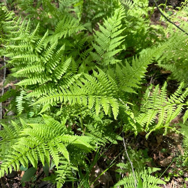 3 Lady Fern (Athyrium Filix-femina) Plants - Freshly Dug with Root Ball