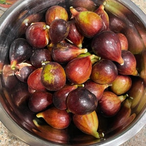 May include: A stainless steel bowl filled with ripe figs. The figs display a gradient of colors, from deep purple to reddish-brown and green. The fruit is round with a teardrop shape.