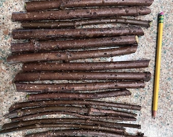 10 American Elderberry Cuttings - Not Rooted