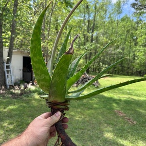 1 Freshly Dug Aloe Vera Plant (Aloe Officinalis) - with Roots