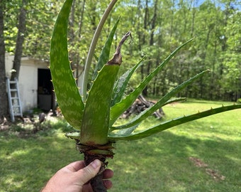 3 Freshly Dug Aloe Vera Plant (Aloe Officinalis) - with Roots