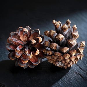 May include: Two natural pine cones with woody, overlapping scales in shades of dark brown and tan. One pine cone is positioned to show its circular, open top, while the other is oriented to display its elongated, textured, and pointed structure.