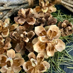May include: A collection of brown pine cones arranged with green pine needles and grey twigs. The pine cones feature open, woody scales with a layered, textured appearance. The needles are thin and needle-like, interspersed among the cones.