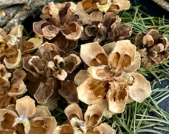 Colorado Pinyon Pine Cones, Pinon Pine Cones, Natural Resin Rose Cone, Fire Starters, Rustic Southwestern Decor, Wreath Making Supply, Bulk