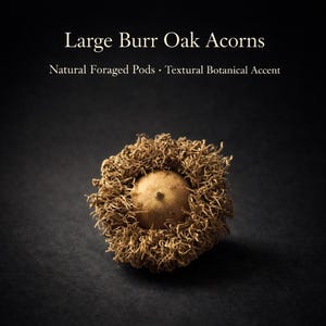 May include: A single large Burr Oak acorn featuring a smooth, light brown nut nestled within a highly textured, fringed, and fibrous cap. The text "Large Burr Oak Acorns" and "Natural Foraged Pods · Textural Botanical Accent" appears above.