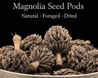 Late Harvest Magnolia Seed Pods • Natural Bowl filler Dried Botanical Decor