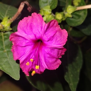 May include: A vibrant pink flower with yellow centers blooms against a backdrop of green leaves.