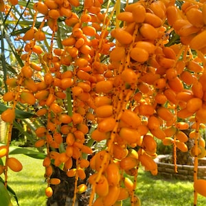 Canary Island  Date Palms, A Pack of 20 Seed  Organic Local South Florida