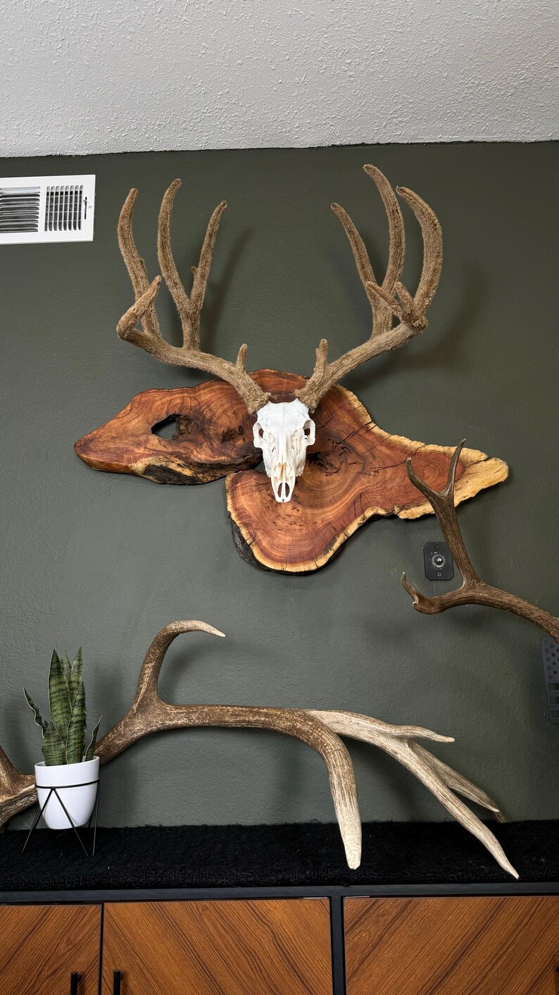 thumbnail image 2 of Spalted Poplar European Deer Skull Mount Plaque – Pedestal With Arrowhead And Hanger, USA Made 2 of 4