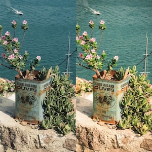 May include: A rusty metal can with the words "Selected Greek Black Olives" printed on it. The can is filled with dirt and a small pink flowering plant. The can is sitting on a stone wall with a view of the ocean in the background.