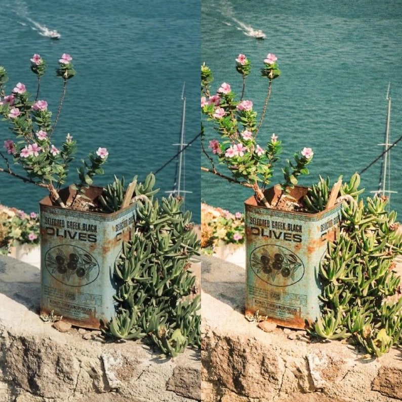 May include: A rusty metal can with the words "Selected Greek Black Olives" printed on it. The can is filled with dirt and a small pink flowering plant. The can is sitting on a stone wall with a view of the ocean in the background.