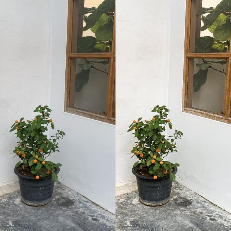 May include: Two potted orange blossom trees with small orange fruits, in front of a white wall with two windows. The windows have wooden frames and are reflecting green foliage.