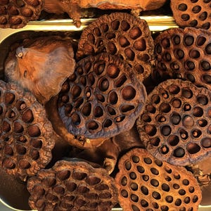 Lake Erie Harvested Dried Lotus Pods for Hermit Crabs, Isopods, Bioactive Terrariums, Natural Decoration