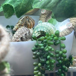 Pu&ograve; includere: Un paguro con un guscio a motivi marroni e beige si trova all'interno di una ciotola bianca. La ciotola &egrave; decorata con un bordo in corda beige con piccoli fiori rosa. Una pianta succulenta verde pende dal bordo della ciotola.