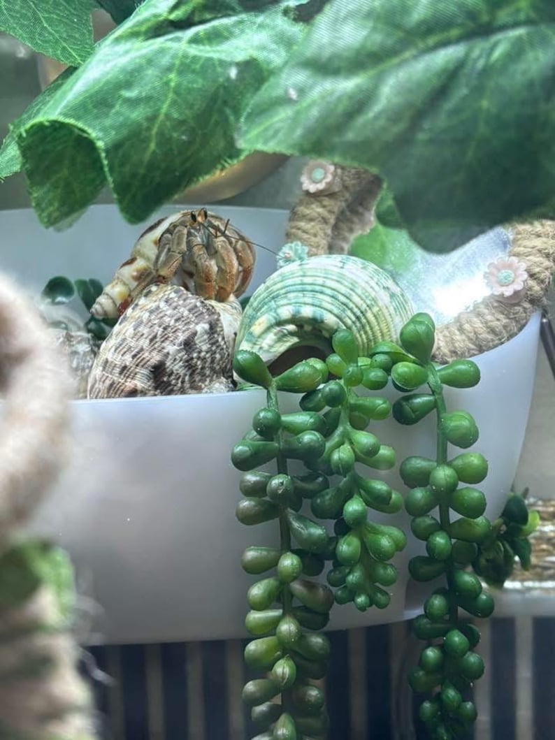 Pu&ograve; includere: Un paguro con un guscio a motivi marroni e beige si trova all'interno di una ciotola bianca. La ciotola &egrave; decorata con un bordo in corda beige con piccoli fiori rosa. Una pianta succulenta verde pende dal bordo della ciotola.
