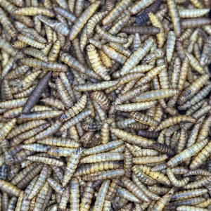 May include: Close-up shot of a pile of dried mealworms. The mealworms are a light tan color with segmented bodies. They are densely packed together, filling the frame.