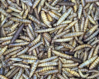 Black Soldier Fly Larvae (BSFL) – Protein-Rich Treat for Hermit Crabs