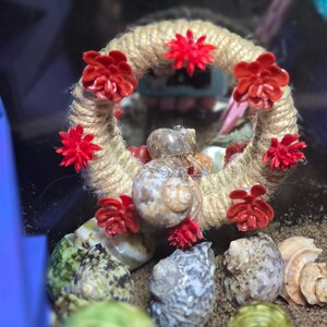 Pu&ograve; includere: Un anello circolare avvolto in corda di juta color marrone chiaro, decorato con piccoli ornamenti in plastica rossa a forma di piante grasse e fiori. L'anello &egrave; posizionato verticalmente, circondando parzialmente una conchiglia marrone.