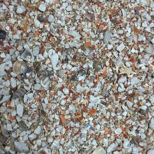 Krabby Kalcium – Essential Calcium Supplement for Hermit Crabs