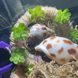 Pu&ograve; includere: Una struttura circolare in corda decorata con piccole piante succulente artificiali verdi, con due paguri in conchiglie bianche con macchie marroni, poggiati su un letto di muschio essiccato con un oggetto geometrico viola nell'angolo.