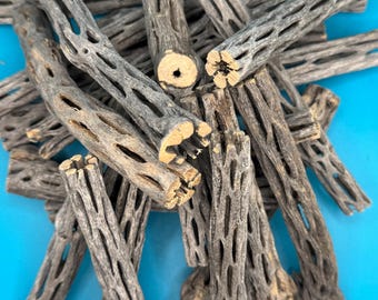 Natural Cholla Wood: Hermit Crab & Isopod Enrichment
