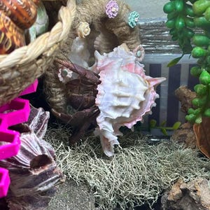 Pu&ograve; includere: Un paguro risiede all'interno di una conchiglia di murice bianca e rosa, posizionata dentro una struttura circolare in corda di juta decorata con piccoli fiori color pastello, circondata da fogliame verde ed elementi in muschio.
