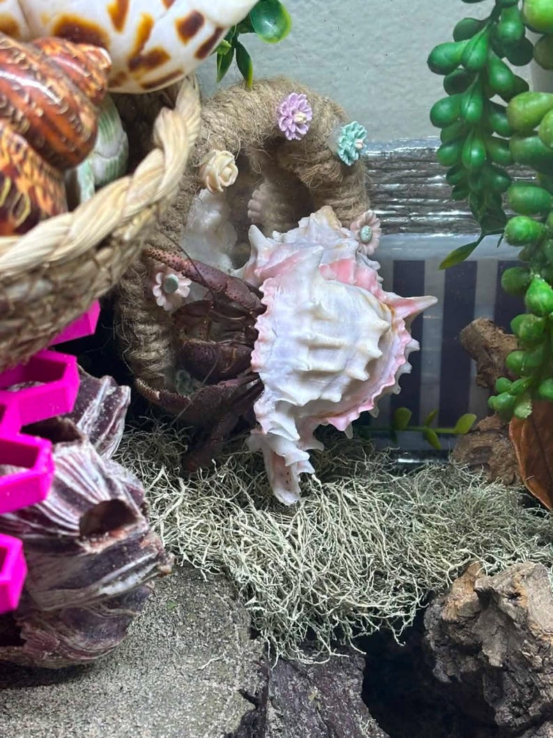 Pu&ograve; includere: Un paguro risiede all'interno di una conchiglia di murice bianca e rosa, posizionata dentro una struttura circolare in corda di juta decorata con piccoli fiori color pastello, circondata da fogliame verde ed elementi in muschio.