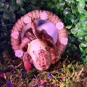 Pu&ograve; includere: Un paguro risiede all'interno di una conchiglia a spirale, posizionato dentro una cornice circolare avvolta da spago marrone. La cornice &egrave; decorata con piccoli ornamenti floreali rosa chiaro. Il crostaceo presenta un esoscheletro bruno-rossastro.