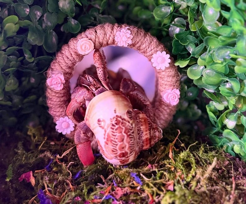 Pu&ograve; includere: Un paguro risiede all'interno di una conchiglia a spirale, posizionato dentro una cornice circolare avvolta da spago marrone. La cornice &egrave; decorata con piccoli ornamenti floreali rosa chiaro. Il crostaceo presenta un esoscheletro bruno-rossastro.