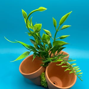 Fab Forager – Terracotta Foraging Pots for Hermit Crabs