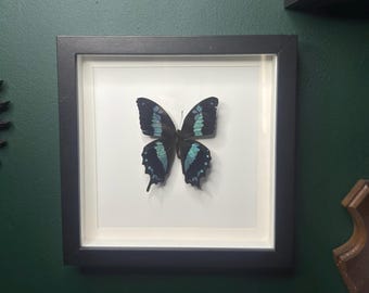 Puede incluir: Un espécimen de mariposa enmarcado, con alas negras y marcas turquesas. La mariposa está centrada en un paspartú blanco dentro de un marco negro. El marco está colgado en una pared verde oscuro, con otros elementos decorativos visibles.