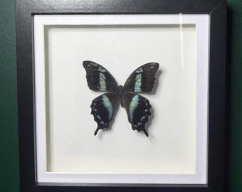 Puede incluir: Un espécimen de mariposa enmarcado. La mariposa tiene alas negras con marcas iridiscentes azules y verdes. El marco es negro con un paspartú blanco, sobre una pared verde oscuro. La mariposa está centrada en el marco.