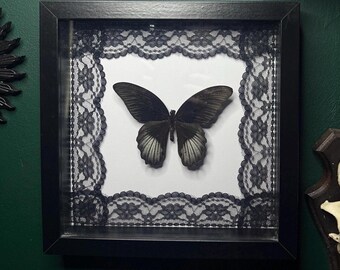 May include: A framed butterfly display. The black butterfly is centered on a white background, framed by black lace and a black square frame. The butterfly's wings have a gradient of black and white. The frame is mounted on a dark green wall.