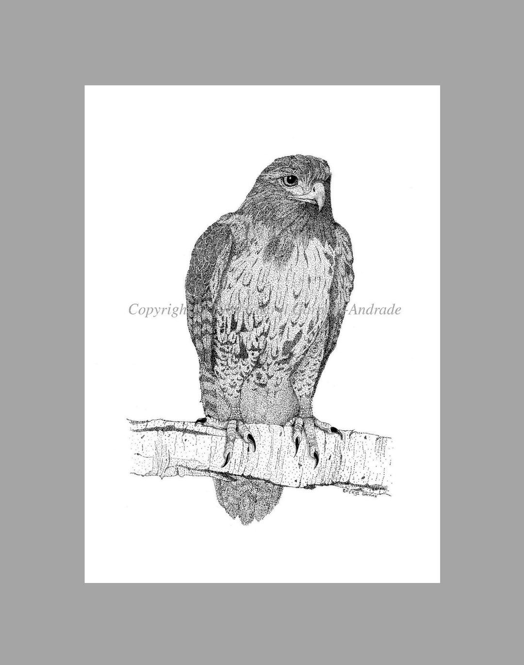Hawk Rip Print Red Tailed Hawk Ink Stippling Print by Cheryl Garman-andrade. - Etsy