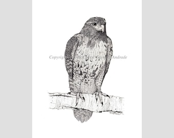 Red Tailed Hawk Ink Stippling Open Edition Print by Cheryl Andrade. 8" X 10"