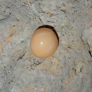 Può includere: Un singolo uovo marrone chiaro è appoggiato su una superficie di pietra ruvida, strutturata, grigia e beige. L'uovo è liscio e ovale, con una leggera lucentezza. Lo sfondo è sfocato, enfatizzando la forma e il colore dell'uovo.