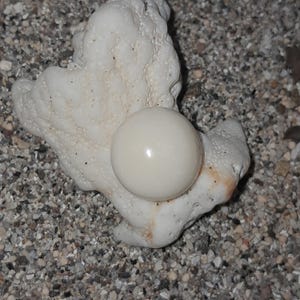 19.90 Carat Natural Button Cassis Pearl