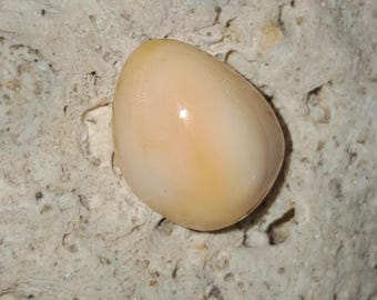 Perla Cassis natural de 9,75 ct, un regalo excepcional para accesorios de belleza de lujo.
