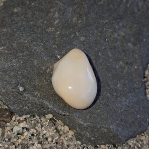15,85 ct naturlig Cassis-pärla: Beige barock naturlig ädelsten