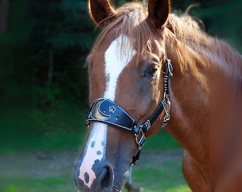 May include: A brown horse with a white stripe on its face, wearing a black leather halter. The halter has a crescent moon and star design with white stitching. The background is a blurred green.