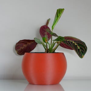 May include: A spherical, matte orange plant pot containing a prayer plant with variegated green leaves that feature dark red undersides and prominent veins. The plant has several stems extending upwards from the centre of the rounded container.