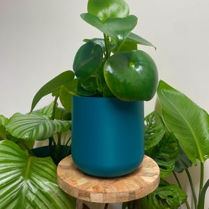 May include: A Peperomia raindrop plant with glossy, dark green, heart-shaped leaves potted in a solid, matte teal cylindrical planter. The plant is positioned centrally, showcasing its thick, succulent-like foliage and smooth, rounded container.