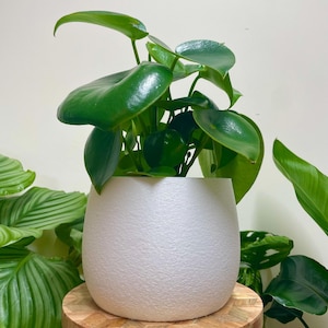 May include: A green houseplant with large, round leaves in a white ceramic pot. The pot is sitting on a wooden stand.