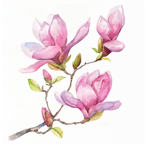 12 Magnolia Clipart Bundle High Quality PNGs Floral Clip Art Printable Watercolor clipart Digital download Spring Flower Commercial use