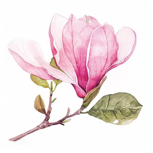 18 Magnolia Clipart Bundle High Quality PNGs Floral Clip Art Printable Watercolor clipart Digital download Spring Flower Commercial use