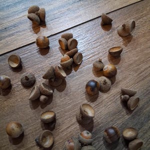 Könnte beinhalten: Eine Ansammlung von Eicheln, einige ganz und andere mit abgetrennten Kappen, auf einer Holzoberfläche verstreut. Die Eicheln variieren in der Farbe von hellbraun bis dunkelbraun, mit strukturierten Kappen.