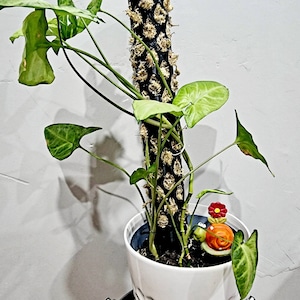 3D Printable Modular Moss Pole and Spike STL